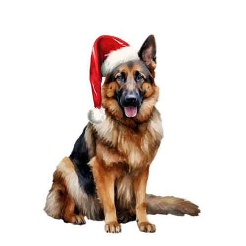 Dog621