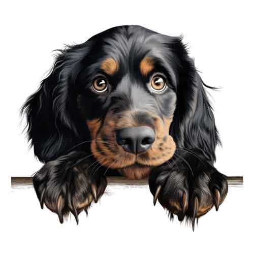 Dog645