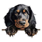 Dog645