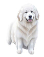 Dog653