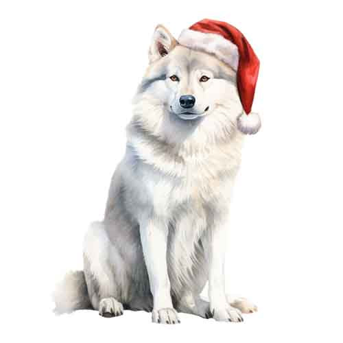 Dog656