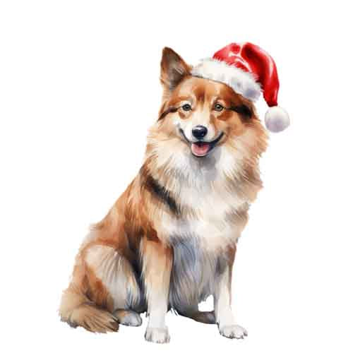 Dog668