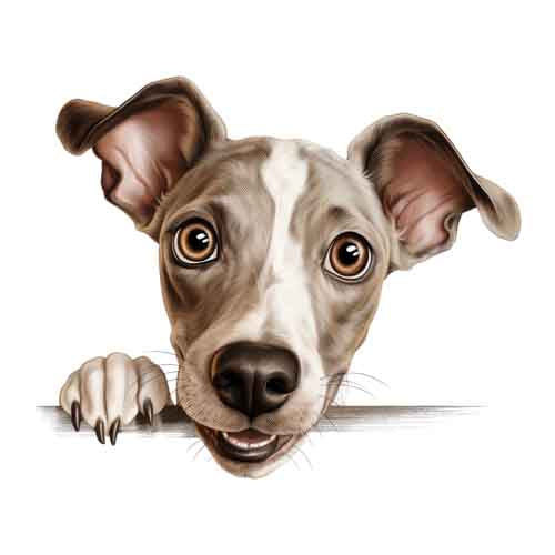 Dog682