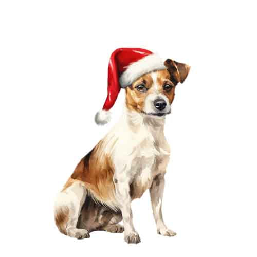 Dog687