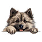 Dog700