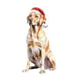 Dog709
