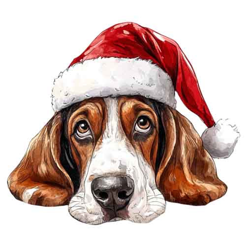 Dog71