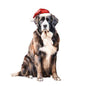 Dog717