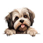 Dog719