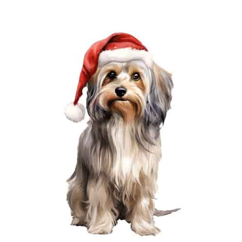 Dog724