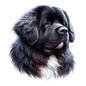 Dog756