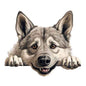 Dog761