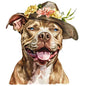 Dog792