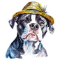 Dog794