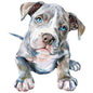 Dog796