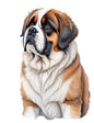 Dog872