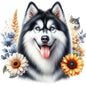 Dog910