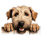 Dog916