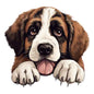 Dog922