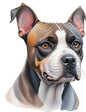 Dog923