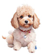 Dog941