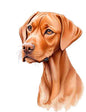 Dog946