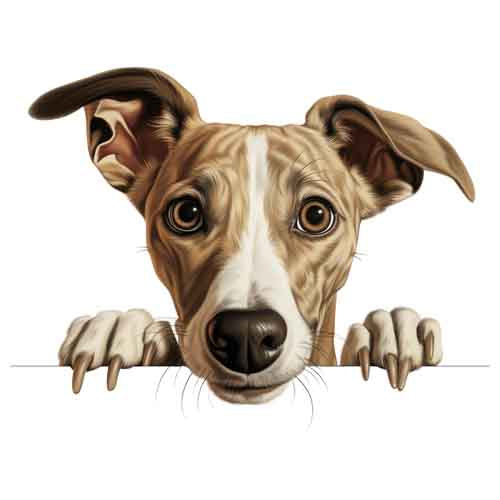 Dog954