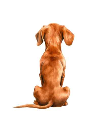 Dog96