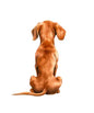 Dog96