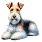 Dog960