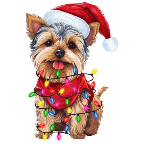 Dog968