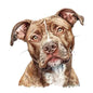 Dog98