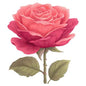 Valentine Day880